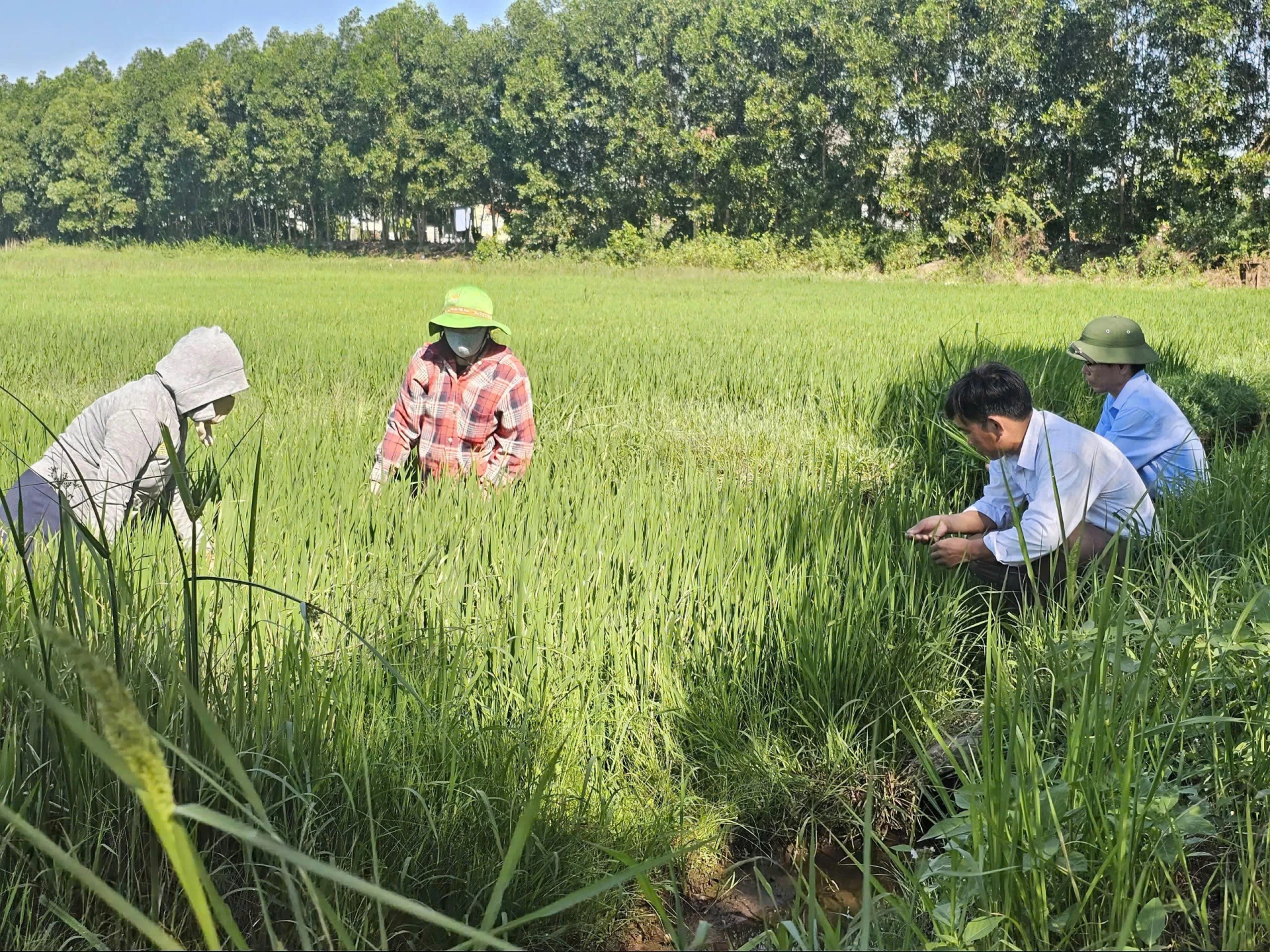 កសិករ​ខេត្ត Quang Tri ប្រឈម​នឹង​ហានិភ័យ​នៃ​ការ​ខូច​ខាត​ដំណាំ​ដោយ​សារ​ការ​ក្រឡុក​ស្លឹក