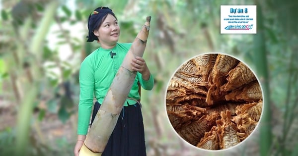 Trải nghiệm: Chế biến sản phẩm từ cây "xóa đói giảm nghèo" của núi rừng Lâm Thượng