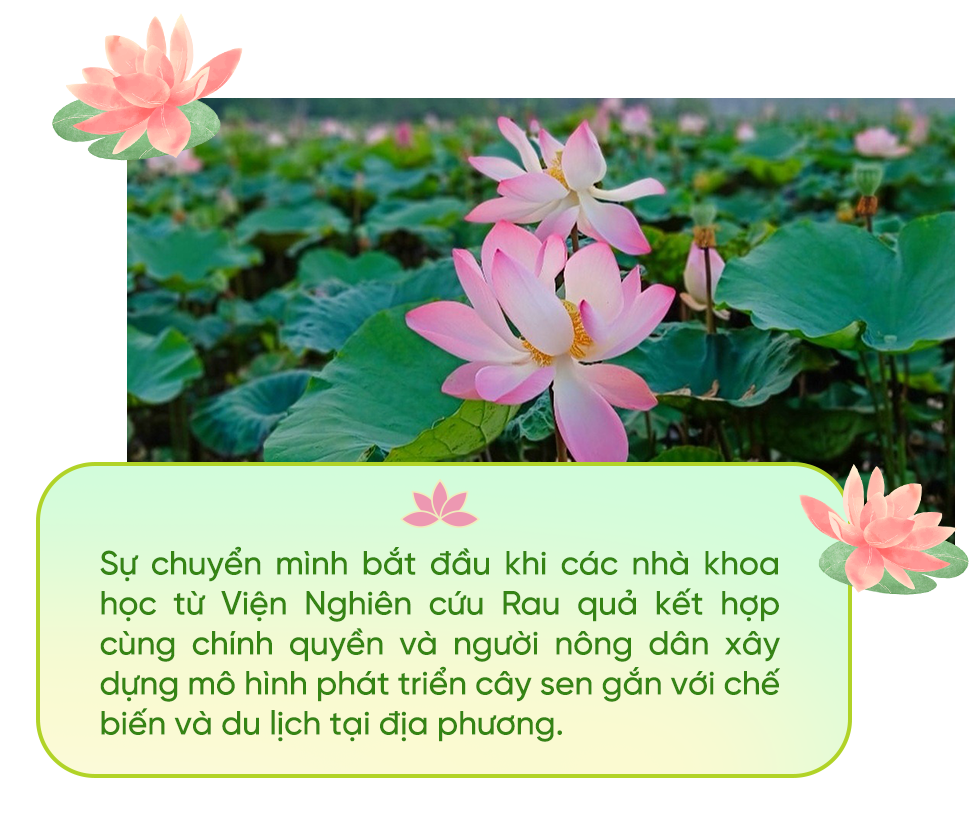 Lotus flowers grow in barren land to give Vietnamese countryside more houses and cars - 5