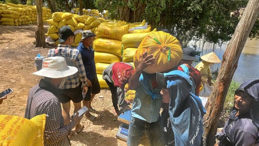 Farmers harvest nearly 60% of the 2025 Summer-Autumn rice area