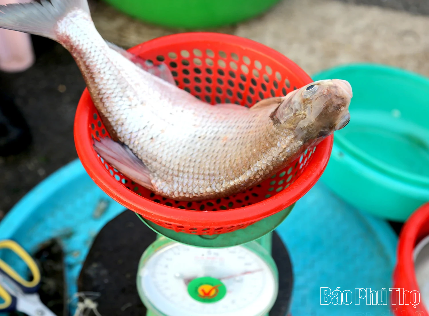 រីករាយជាមួយនំត្រីនៃទន្លេ Lo