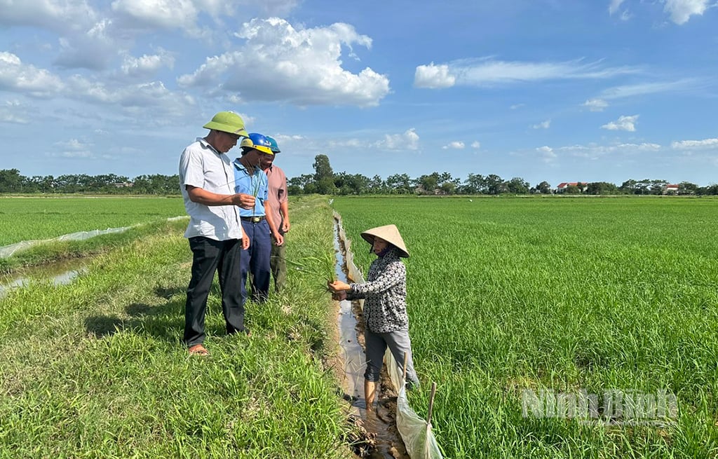 Ban quản trị HTX Nhân Phúc, xã Nam Lý kiểm tra, giám sát tình hình sâu bệnh trên đồng ruộng.