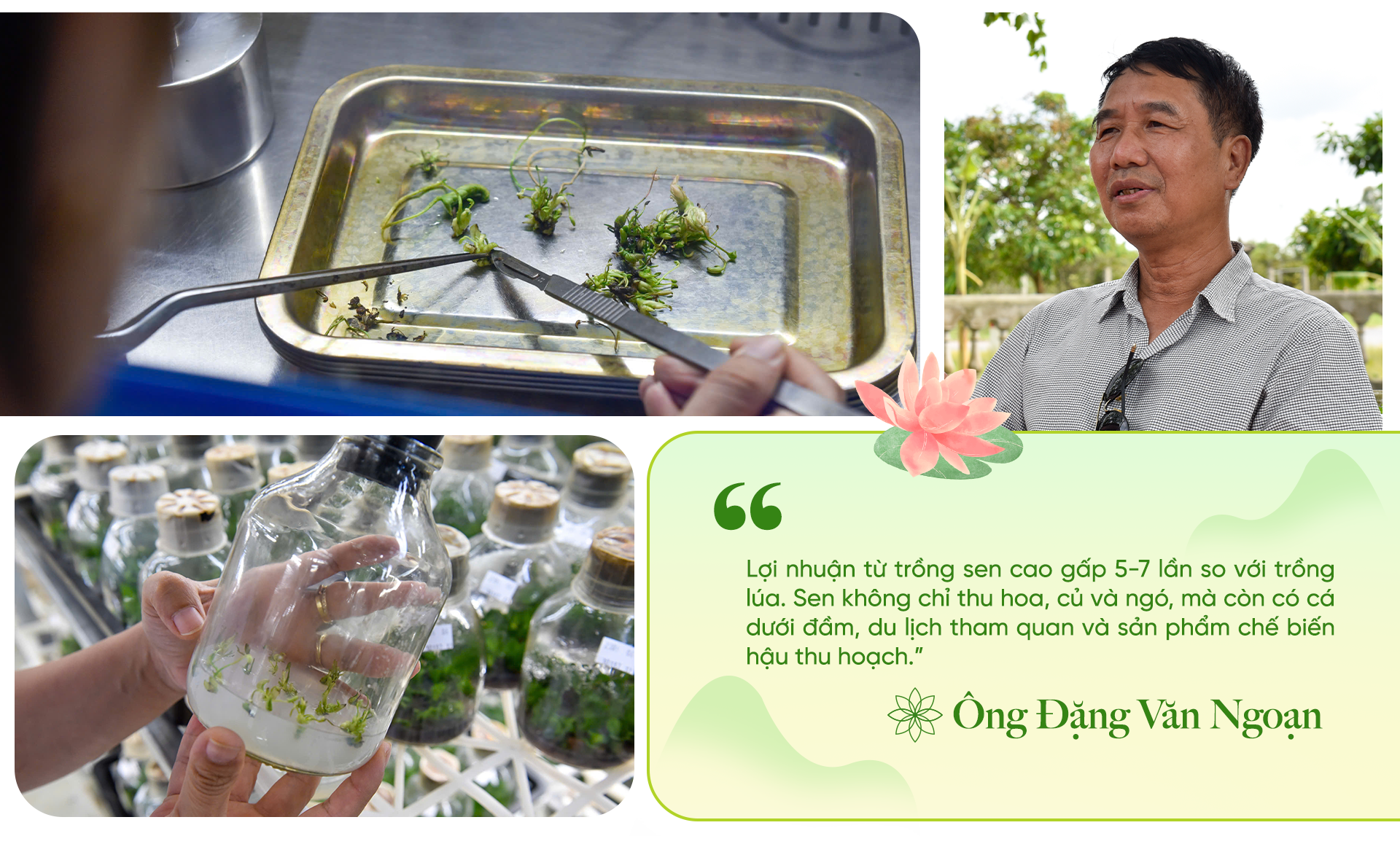 Lotus flowers grow in barren land to give Vietnamese countryside more houses and cars - 23