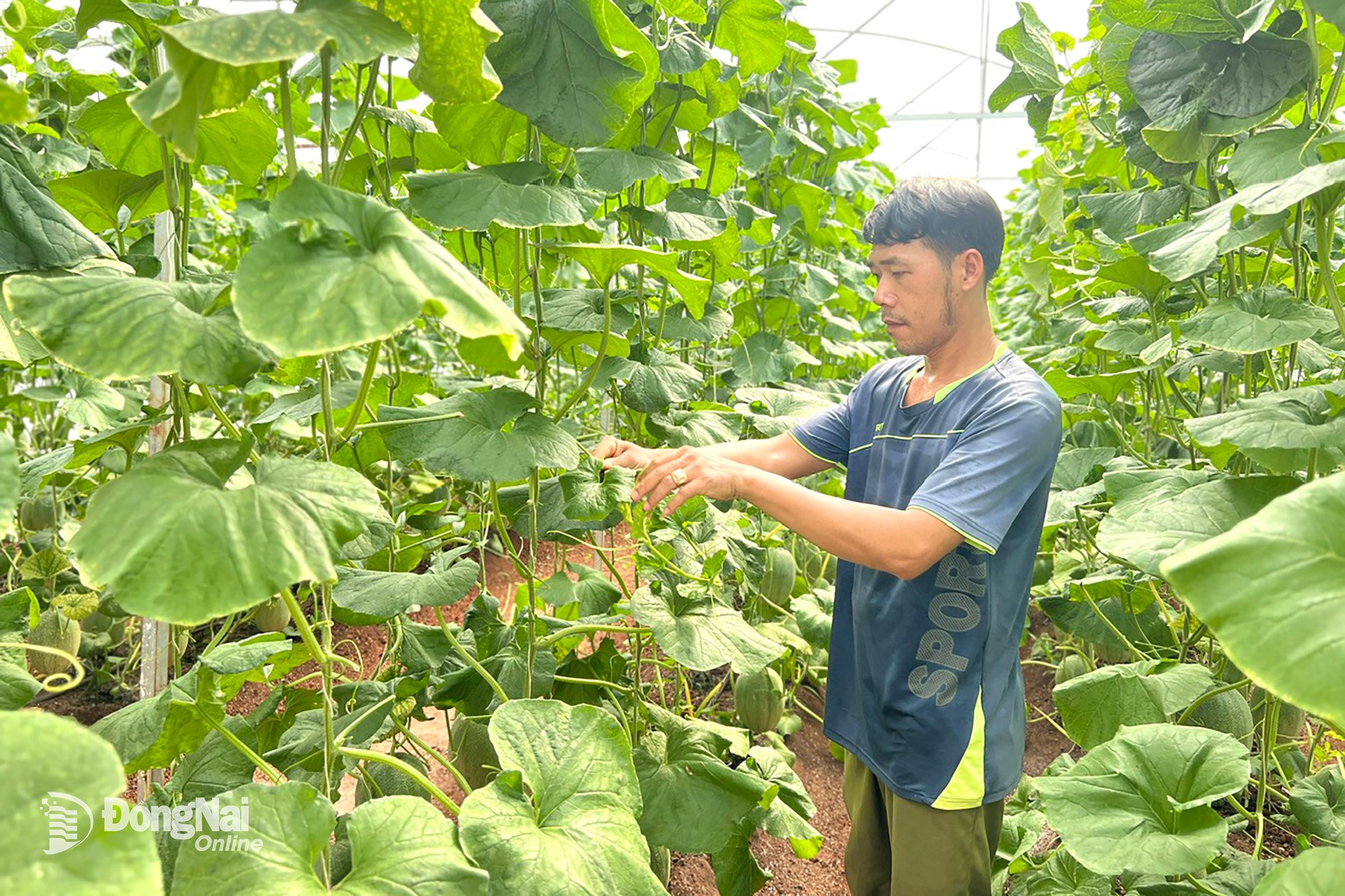 Thanks to proper technical care, Mai Duc Tuan's melon garden has achieved high productivity. Photo: Doan Hung