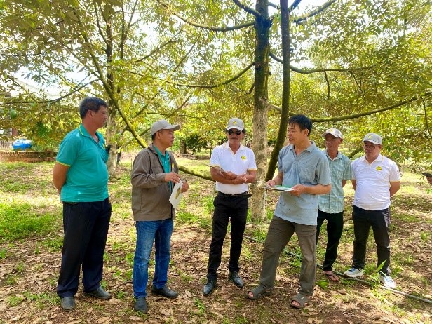 2Phong Fertilizer Management Board and farmers visit the model of growing durian and cashew trees intercropped with coffee trees, which has grown well after 3 years of using 2Phong fertilizer of Mr. Pham Ba Hanh's household, residing in Hamlet 6, Binh Tan Commune. Photo: Tho Tin