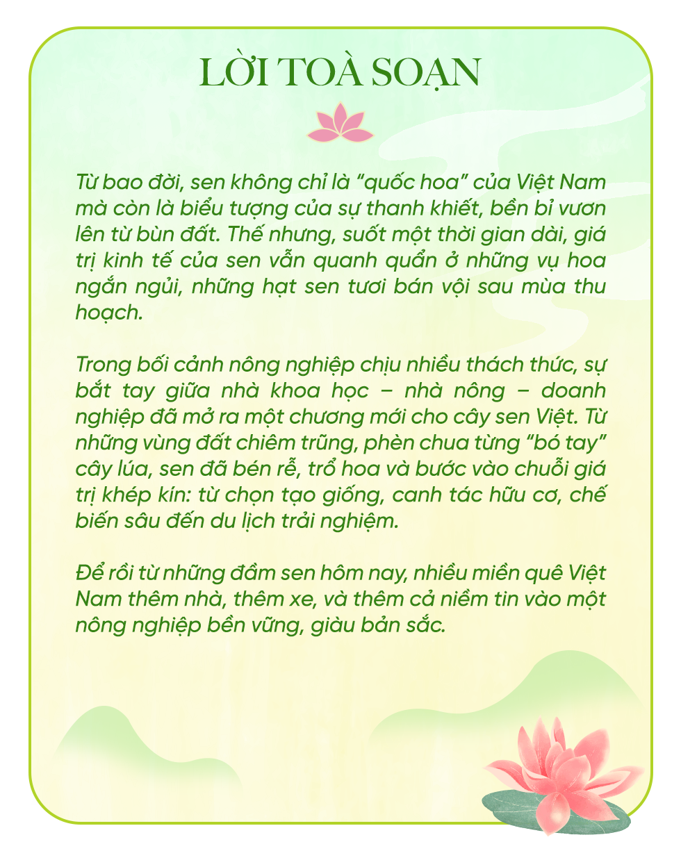 Lotus flowers grow in barren land to give Vietnamese countryside more houses and cars - 1