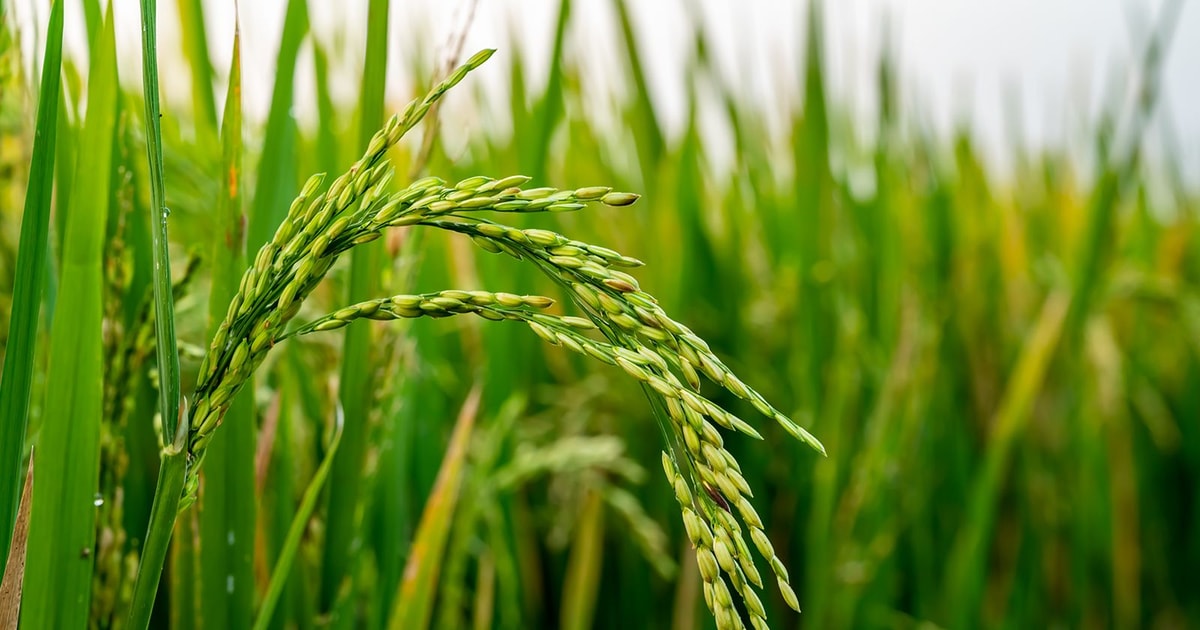 Giá lúa gạo hôm nay 18/8: Giao dịch trầm lắng, thị trường trong nước giữ giá ổn định