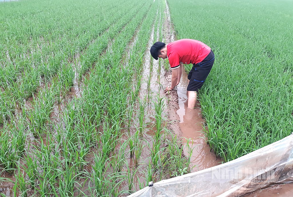 Người dân xã Cổ Lễ thường xuyên kiểm tra lúa mùa để phát hiện sâu bệnh và tổ trức phun trừ kịp thời, hiệu quả.