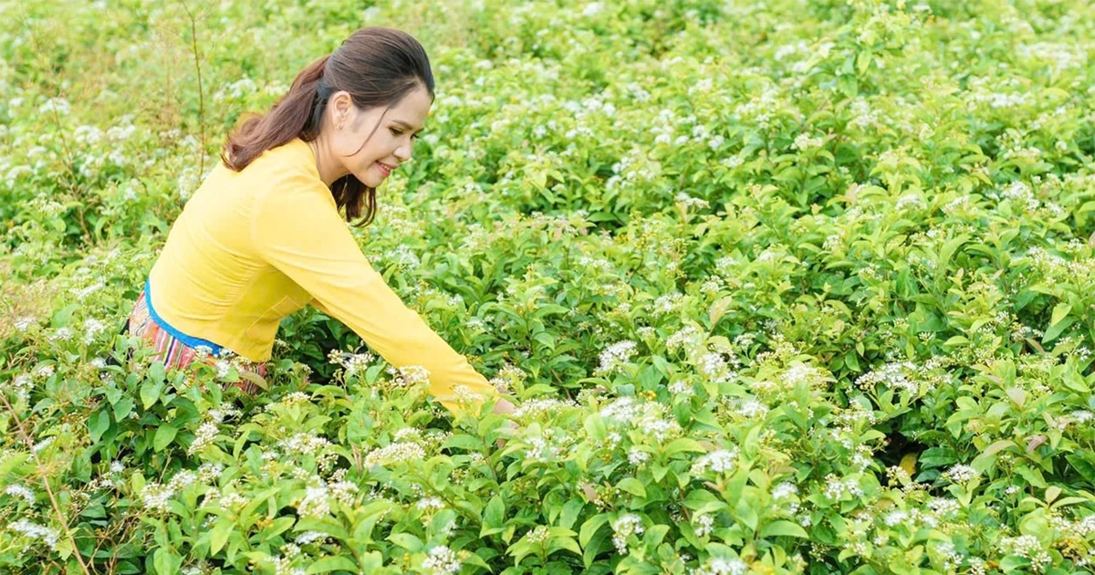 Nâng tầm giá trị dược liệu