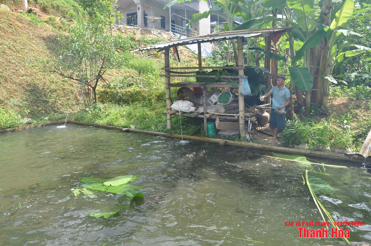 Zelená farma Damselfish u potoka Pượ