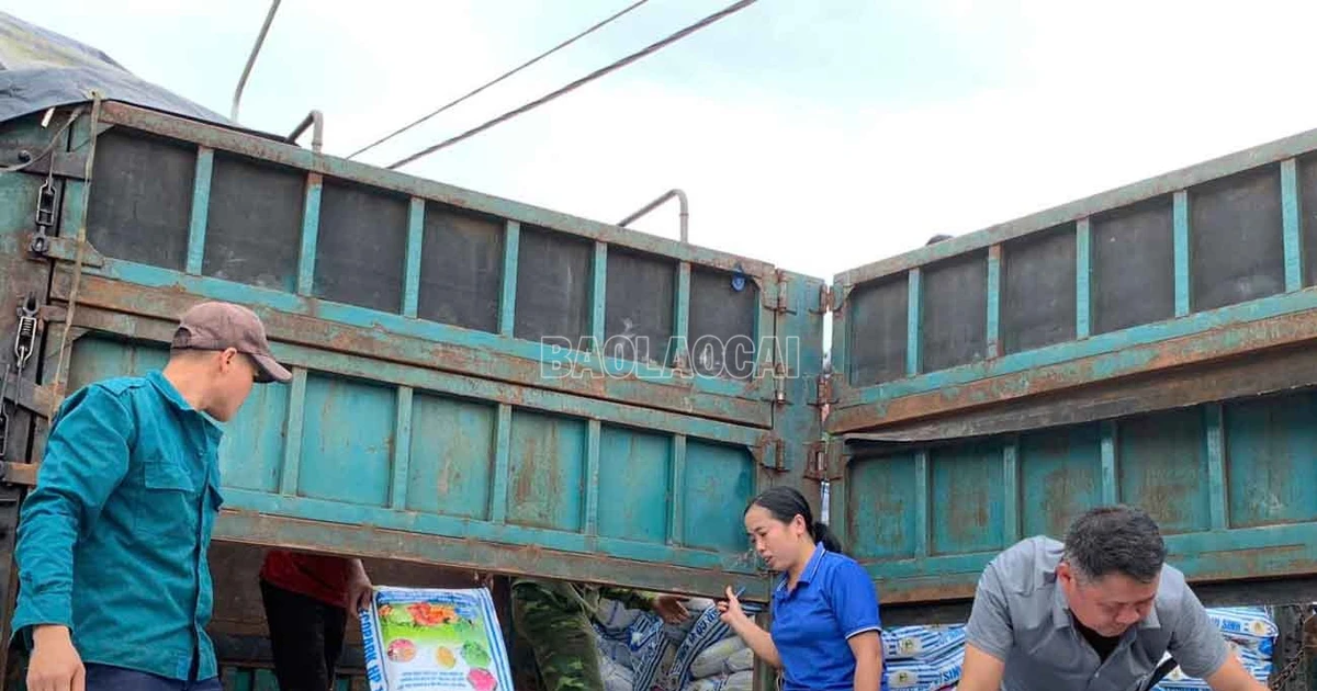 Cấp hơn 63 tấn phân bón hữu cơ cho hộ trồng quế tại Xuân Hòa và Nghĩa Đô