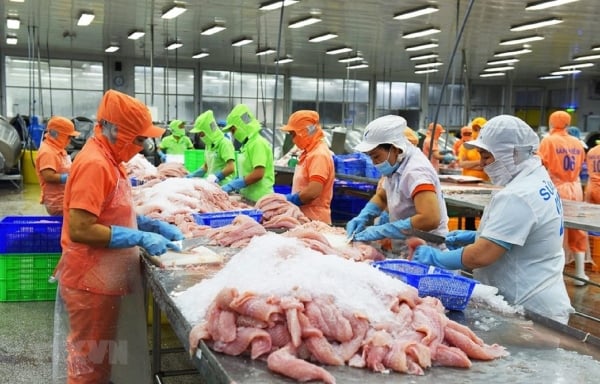 Nghịch lý ngành cá tra: 'Vua' xuất khẩu nhưng 'lép vế' trên sân nhà