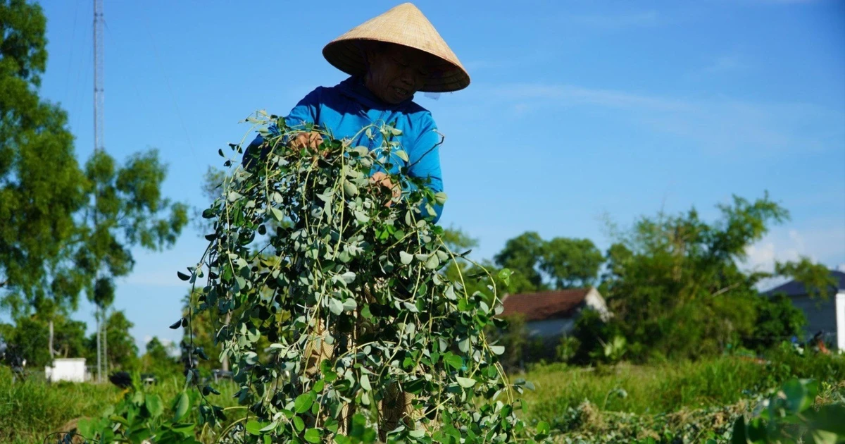 Nhiều hộ dân ở Hà Tĩnh thoát nghèo từ trồng một loại cây trên đất cằn cỗi