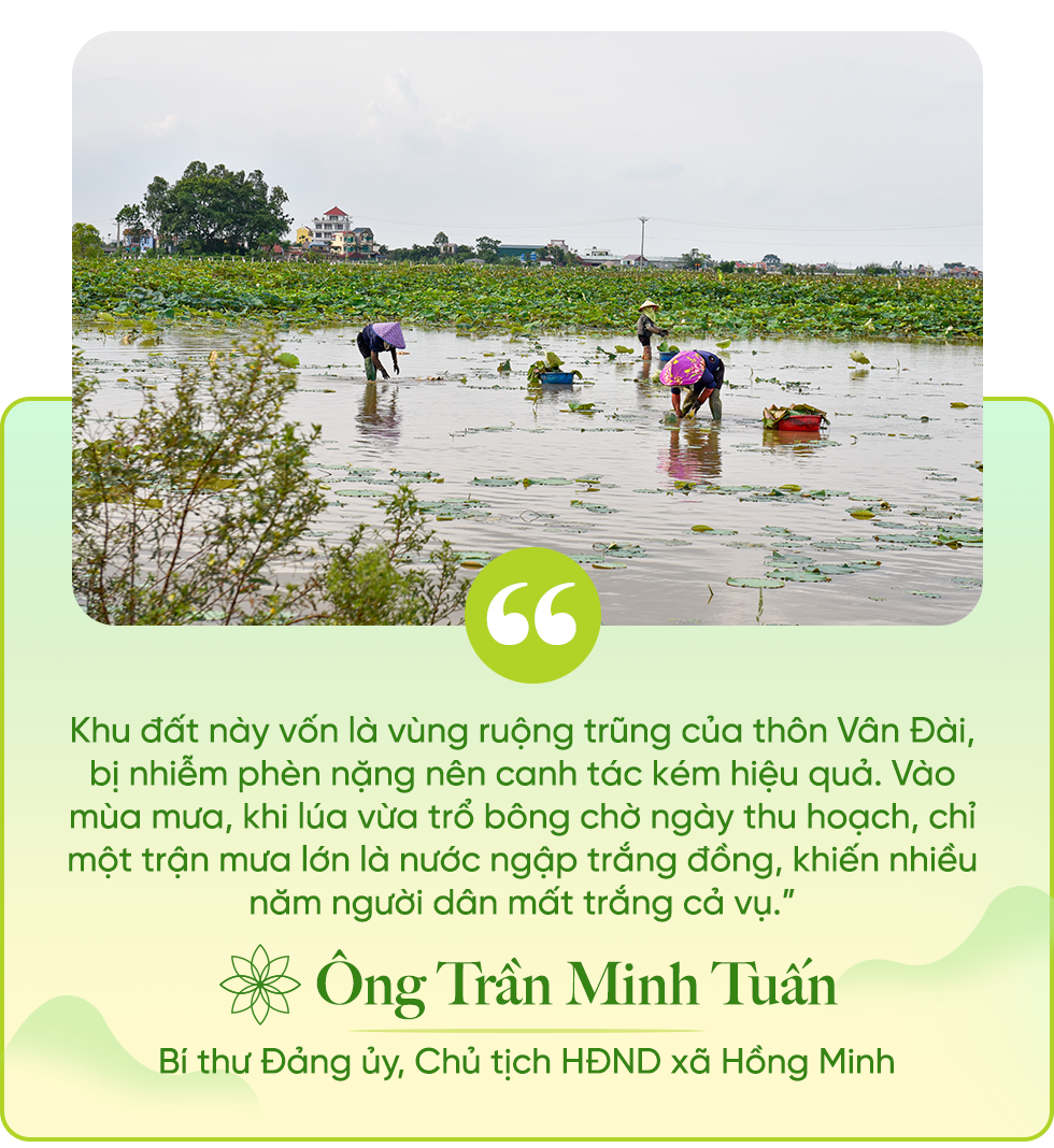 Lotus flowers grow in barren land to give Vietnamese countryside more houses and cars - 13