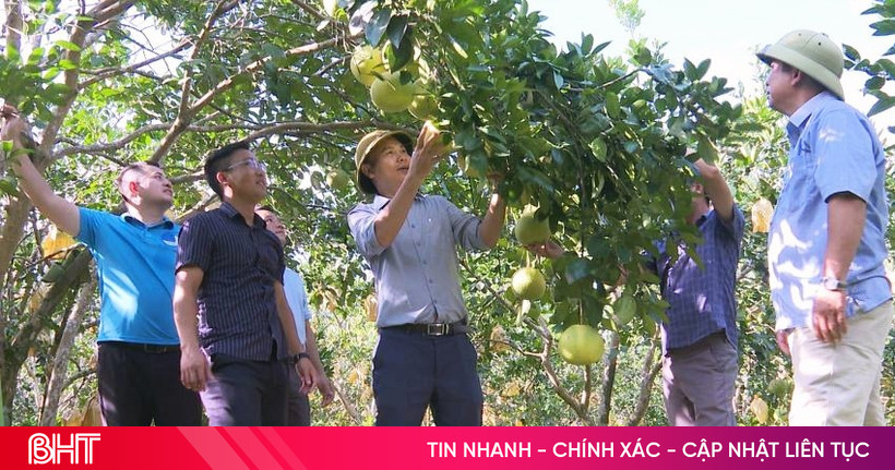 Đánh thức tiềm năng du lịch từ vùng bưởi Phúc Trạch