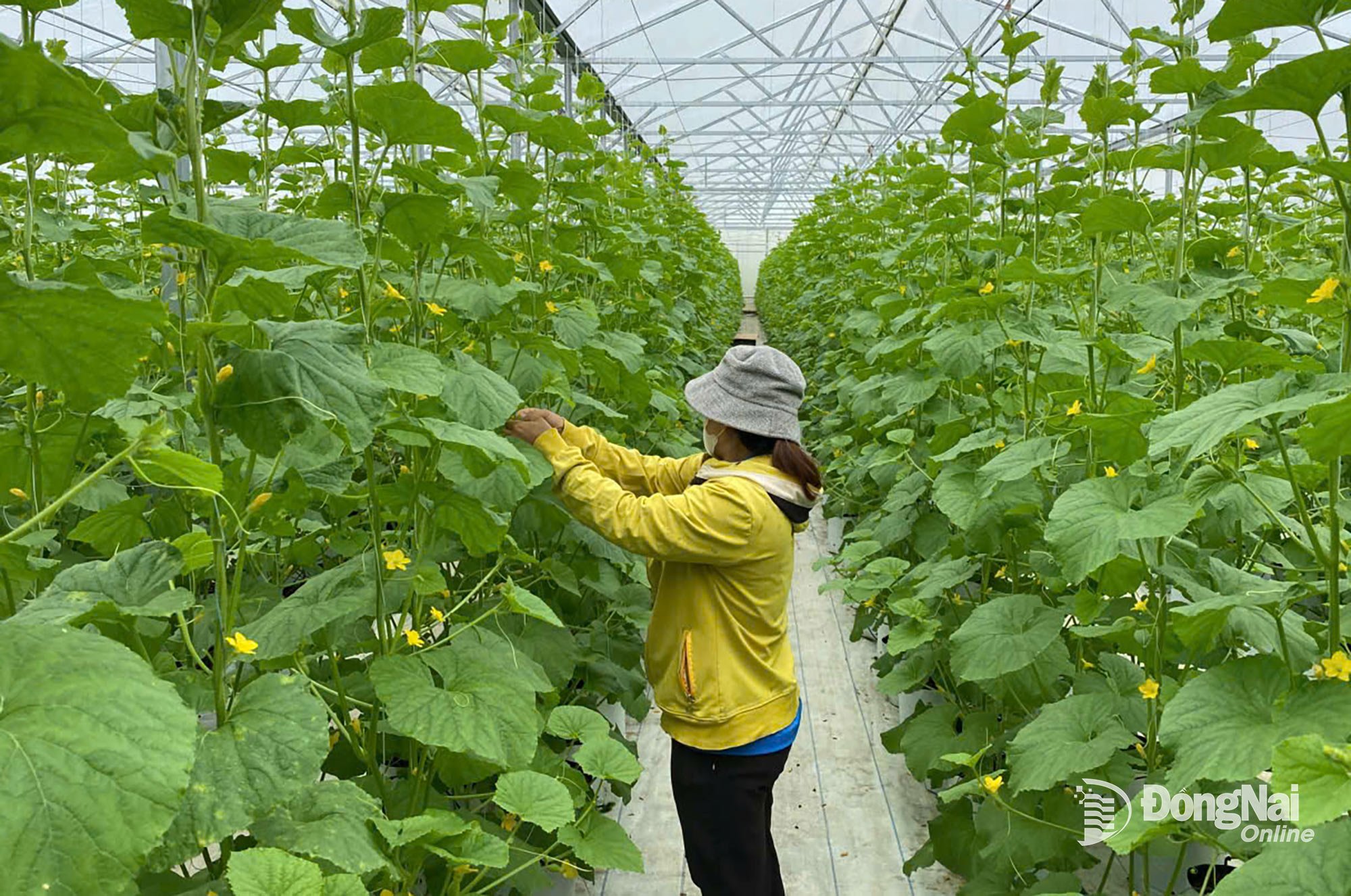 Mô hình trồng dưa lưới trong nhà màng tại ấp 3, xã Đak Lua, tỉnh Đồng Nai. Ảnh: CTV