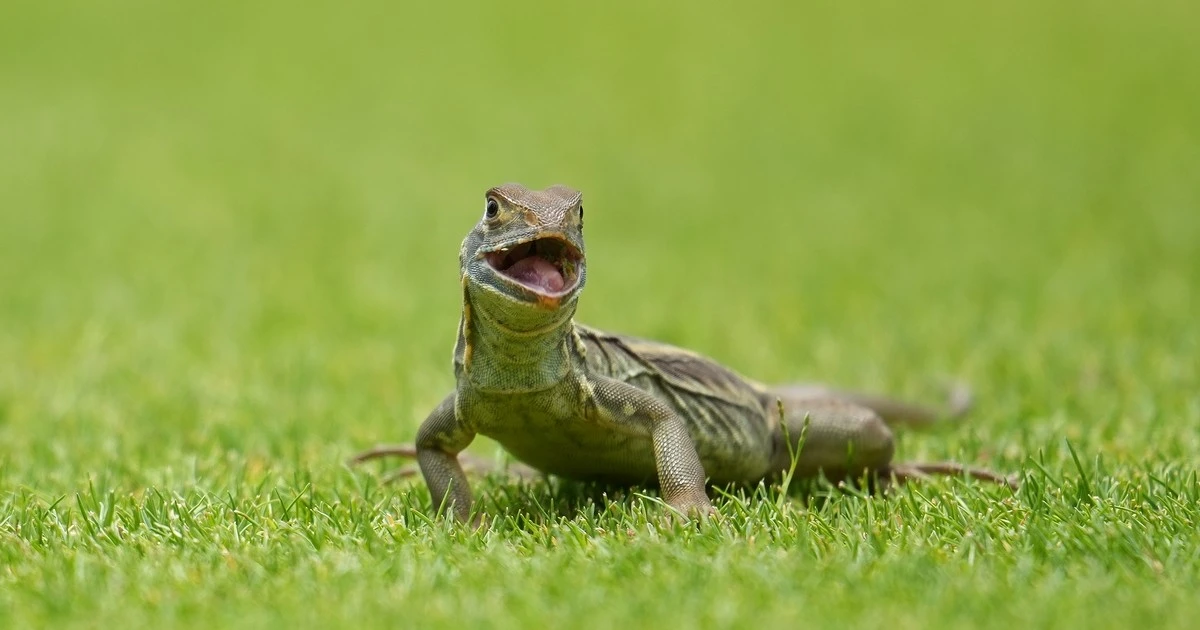 Những 'cổ động viên đặc biệt' trên sân FLC Golf Links Quy Nhơn