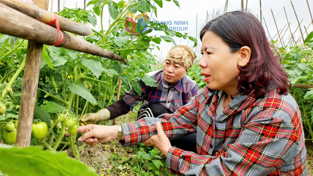 Members of Hoa Phong High Quality Agricultural Service Cooperative (Dong Trieu ward) take care of plants.