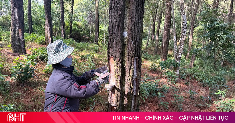 Những giọt nhựa thông và nỗi lo cơm áo