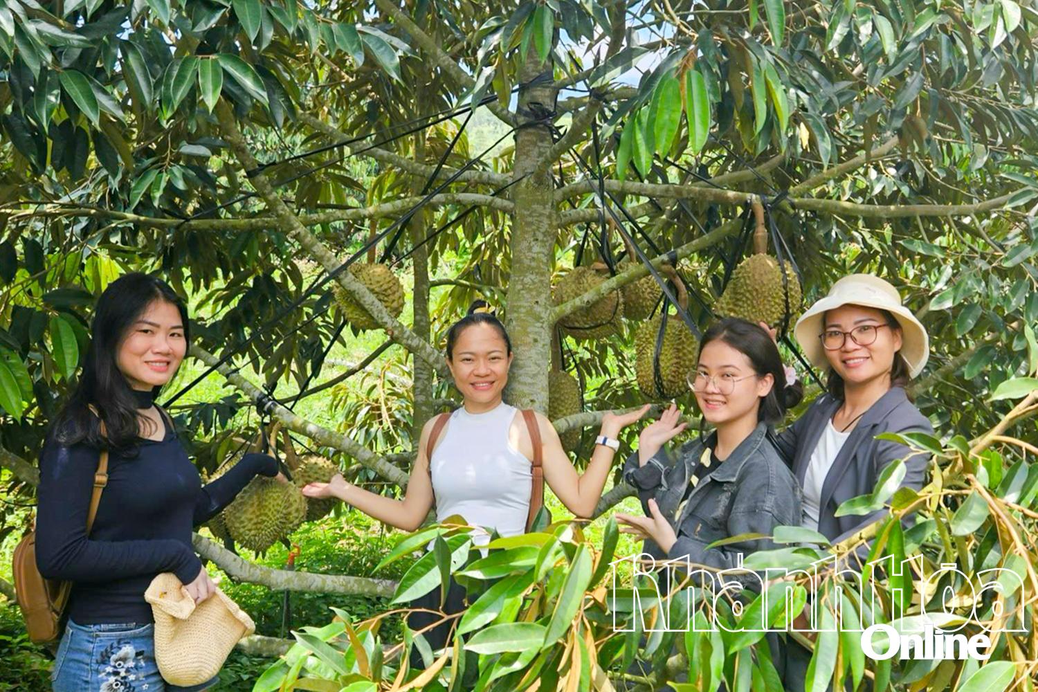 Du khách Nha Trang check-in vườn sầu riêng tại xã Đông Khánh Sơn.
