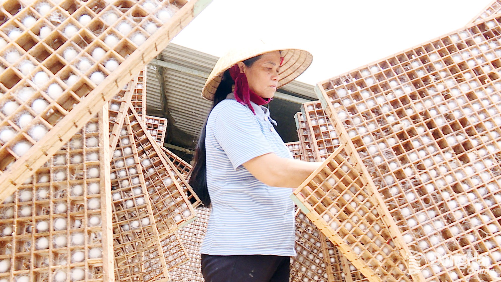 เพื่อผลิตรังไหมที่มีคุณภาพ ผู้เพาะพันธุ์ไหมต้องใส่ใจในด้านเทคนิคหลายประการ ภาพ: Tu Huy