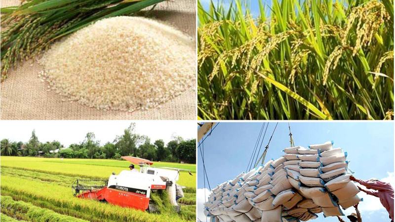 Nghiên cứu thông tin giải pháp để gạo Việt giữ vị trí xuất khẩu thứ 2 thế giới