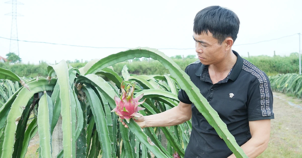 Bước chuyển tích cực trong sản xuất nông nghiệp