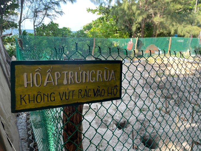 Xem rùa biển đẻ trứng và thả rùa con về biển tại Côn Đảo- Ảnh 4.
