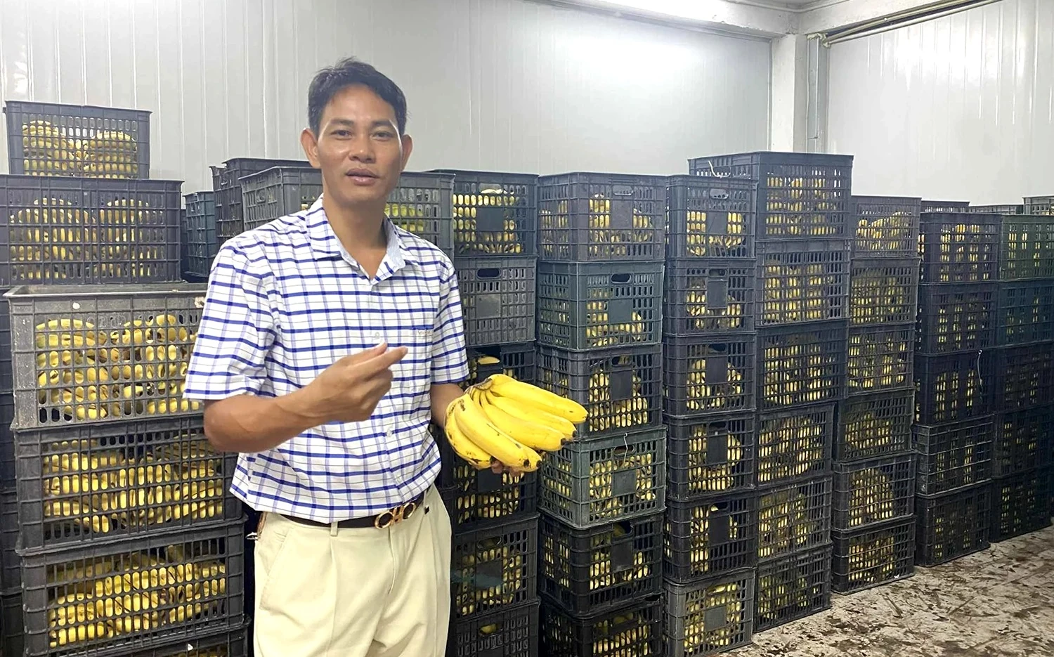 Exportation de bananes séchées...