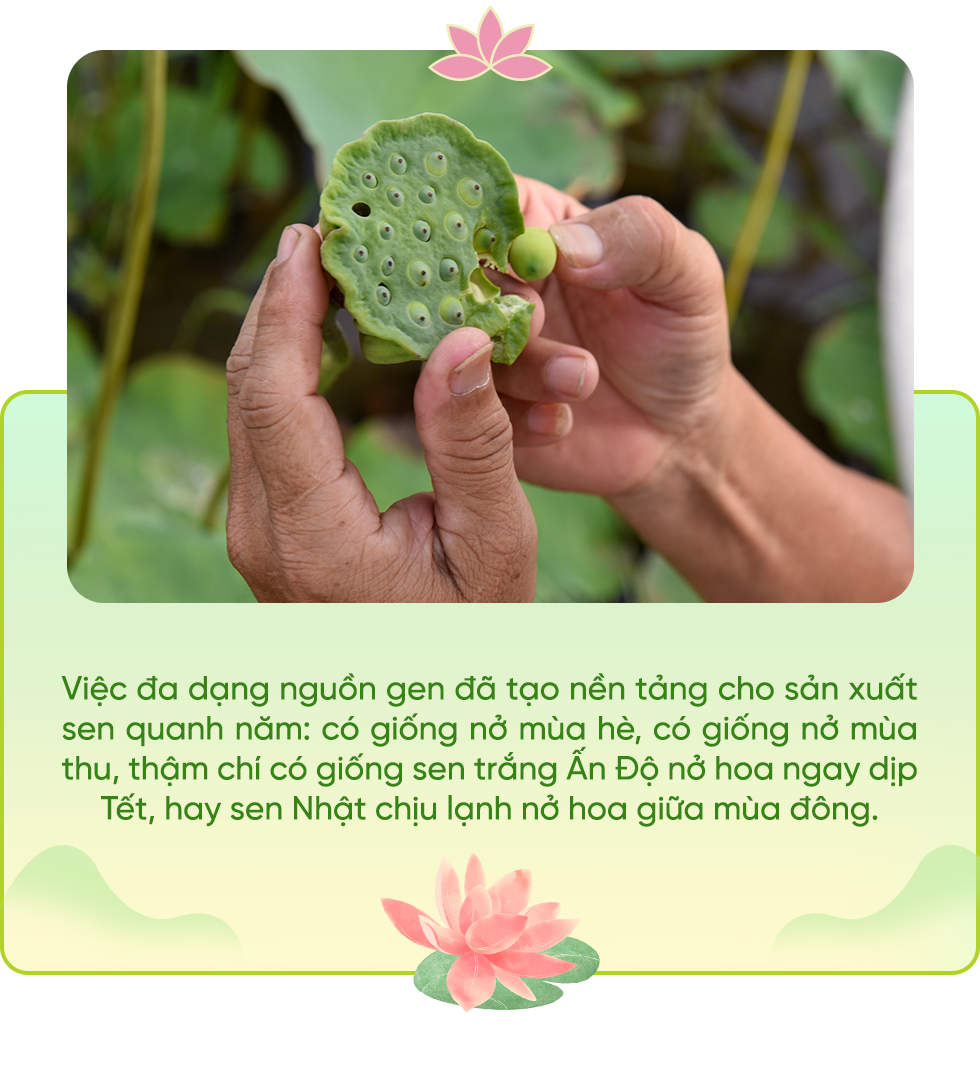Chất xám Việt đưa cây sen vươn mình, bước vào chuỗi giá trị triệu USD - 5