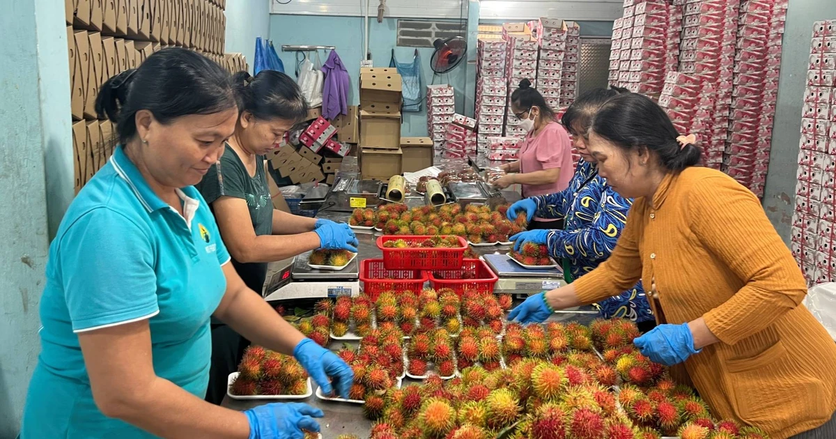 Vinh Long: Developing OCOP products from local specialties