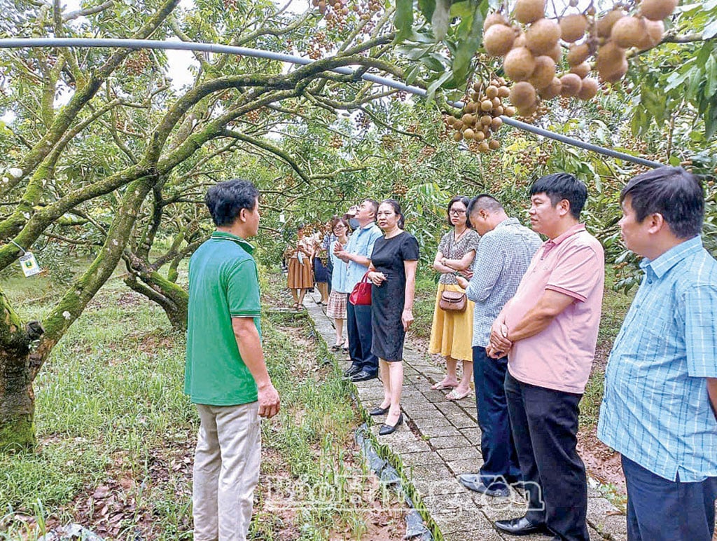 ភ្ញៀវ​ទេសចរ​ទៅ​ទស្សនា​សួន​ផ្កា​វែង​នៅ​ឃុំ Tan Hung។