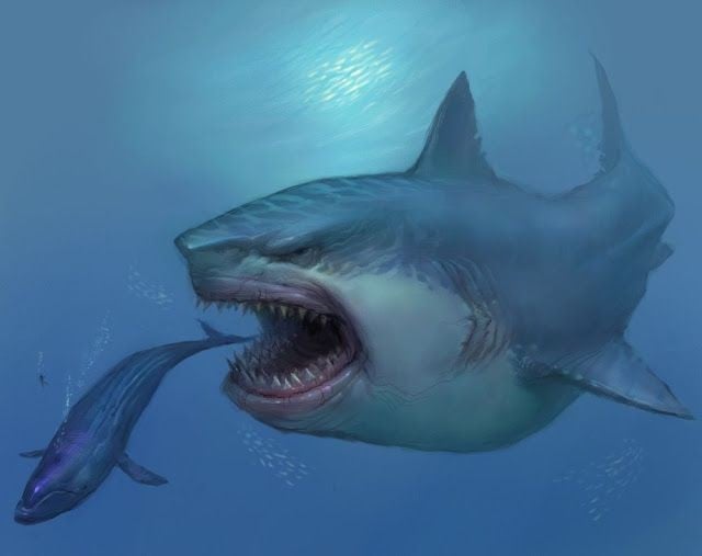 4. Thức ăn chính là cá voi và động vật biển lớn. Hóa thạch cho thấy Megalodon thường săn mồi là các loài cá voi cổ đại, cá lớn và rùa biển. Ảnh: Pinterest.