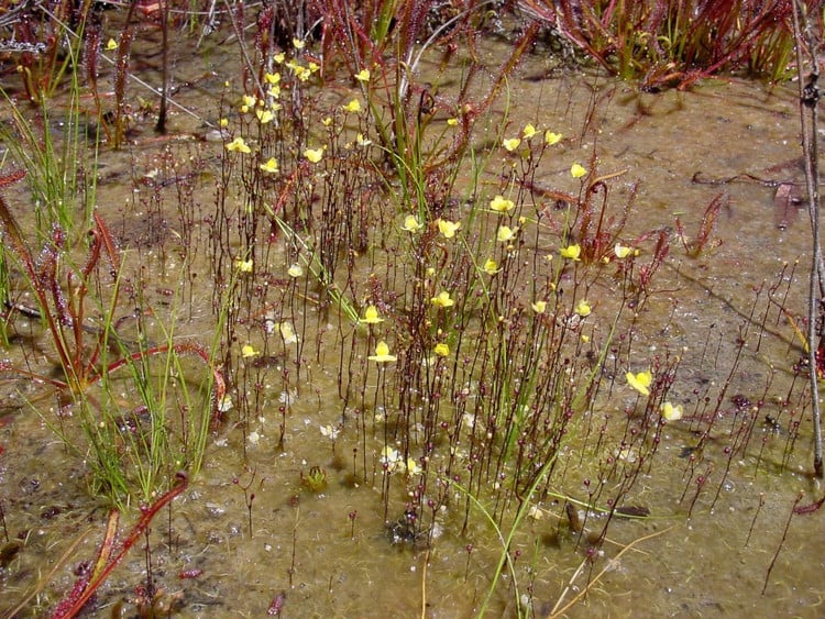 5. Phân bố rộng rãi ở Đông Nam Á. Utricularia aurea được tìm thấy tại Việt Nam, Thái Lan, Campuchia, Indonesia… trong ao, hồ, đầm lầy nước ngọt tĩnh lặng. Ảnh: wikimedia.