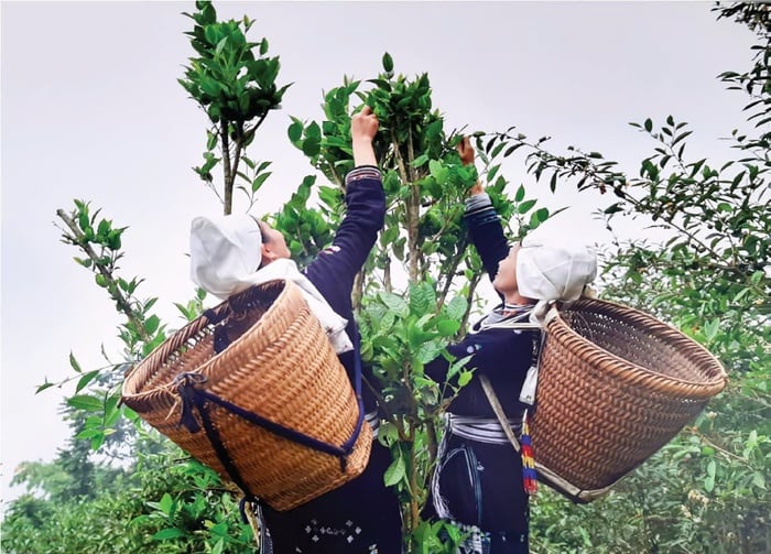 Tuyên Quang: 