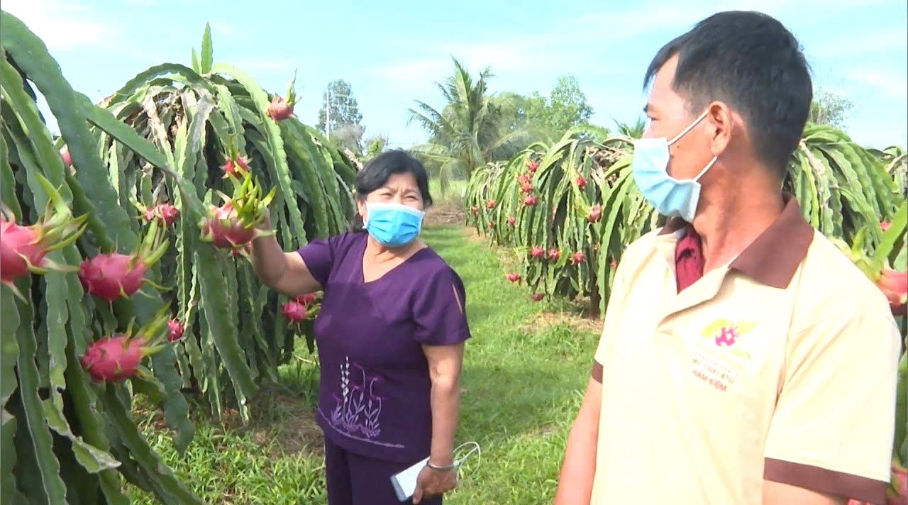 Vùng trồng thanh long đạt tiêu chuẩn hữu cơ tiêu thụ thi trường cao cấp trong nước và xuất khẩu của Hợp tác xã Dịch vụ sản xuất thanh long Hàm Kiệm, tỉnh Lâ (2)