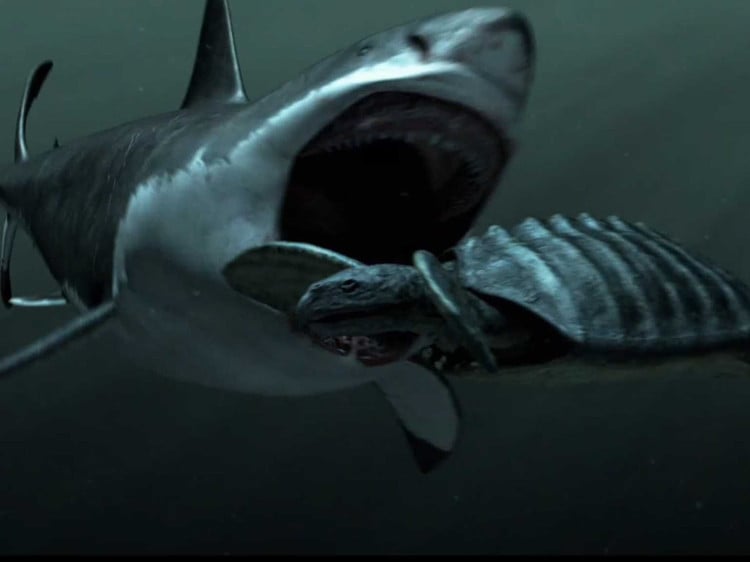 3. Từng là bá chủ đại dương thời cổ đại. Megalodon sống cách đây khoảng 23 đến 3,6 triệu năm trước, ở hầu hết các đại dương trên Trái Đất, thống trị chuỗi thức ăn biển một cách tuyệt đối. Ảnh: Pinterest.
