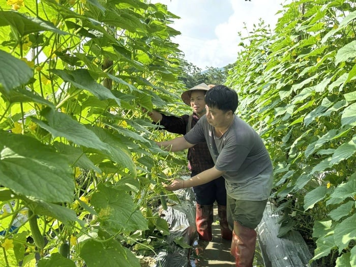 Phụ nữ Nghĩa Đô (Lào Cai) phát triển kinh tế hiệu quả từ mô hình liên kết trồng dưa leo- Ảnh 1.