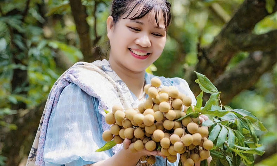 Hưng Yên - mùa nhãn chín