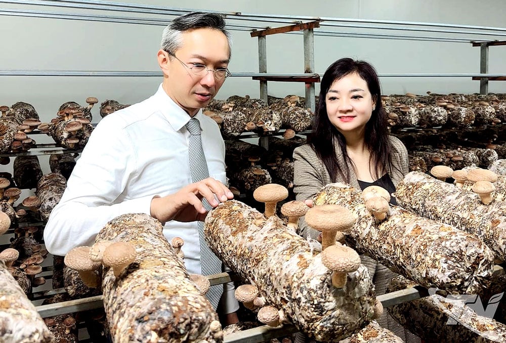 قام عملاء من اليابان بمسح منشأة إنتاج الفطر التابعة لشركة Phu Gia Mushroom Biotechnology Co.، Ltd. لتوقيع اتفاقية تعاون.