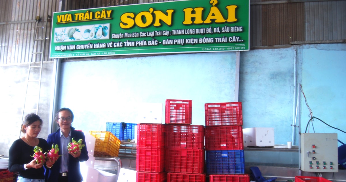 “Tập kết” nông sản biển - rừng - “chìa khóa” nâng cao giá trị nông sản Lâm Đồng:Bài 3: Hợp nhất thanh long từ biển xanh lên đại ngàn