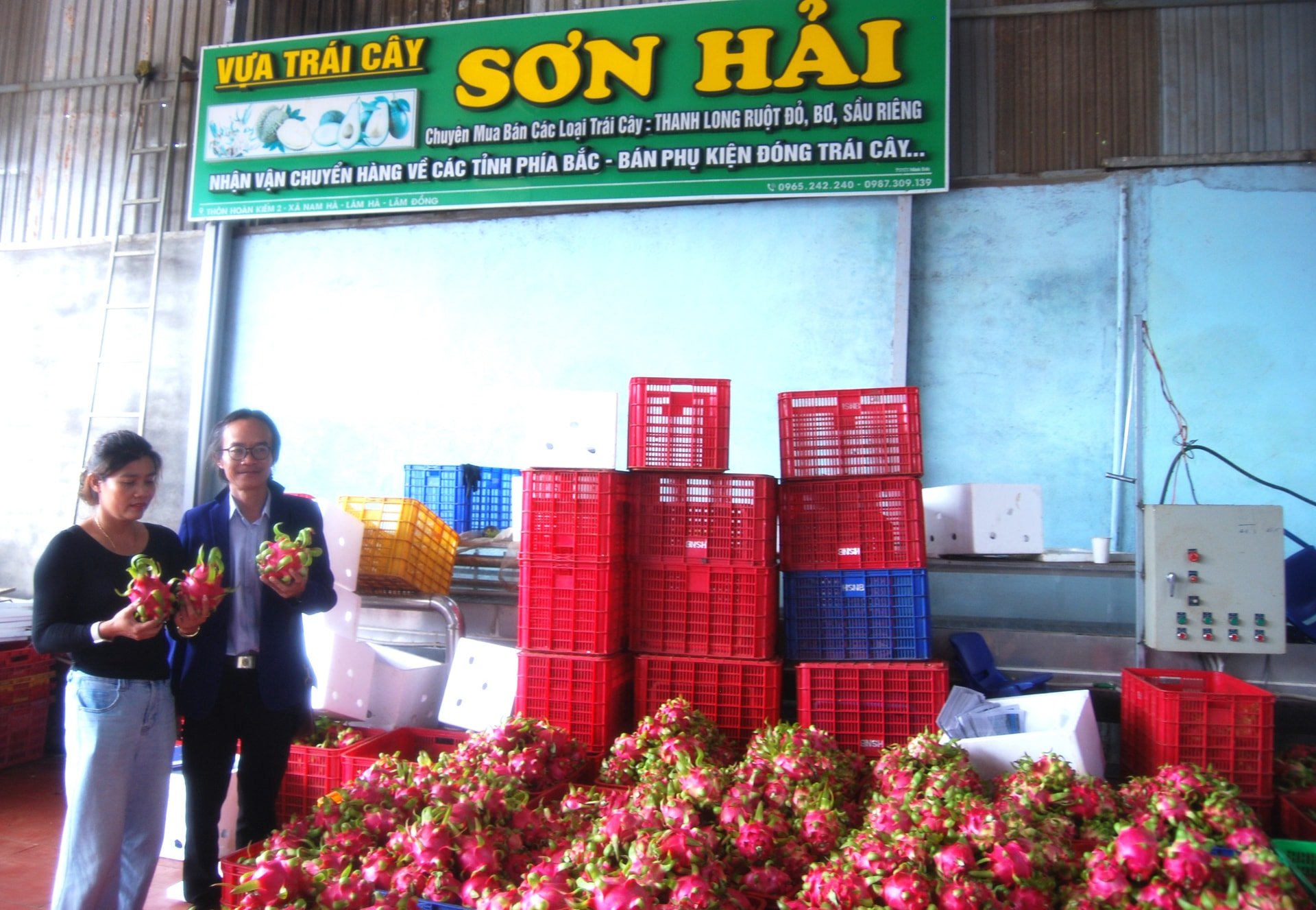 Trong tháng 72025, mỗi ngày Hợp tác xã Nông nghiệp công nghệ cao Sơn Hải, xã Nam Ban Lâm Hà, tỉnh Lâm Đồng thu mua khoảng 10 tấn thanh long và bơ của nông hộ
