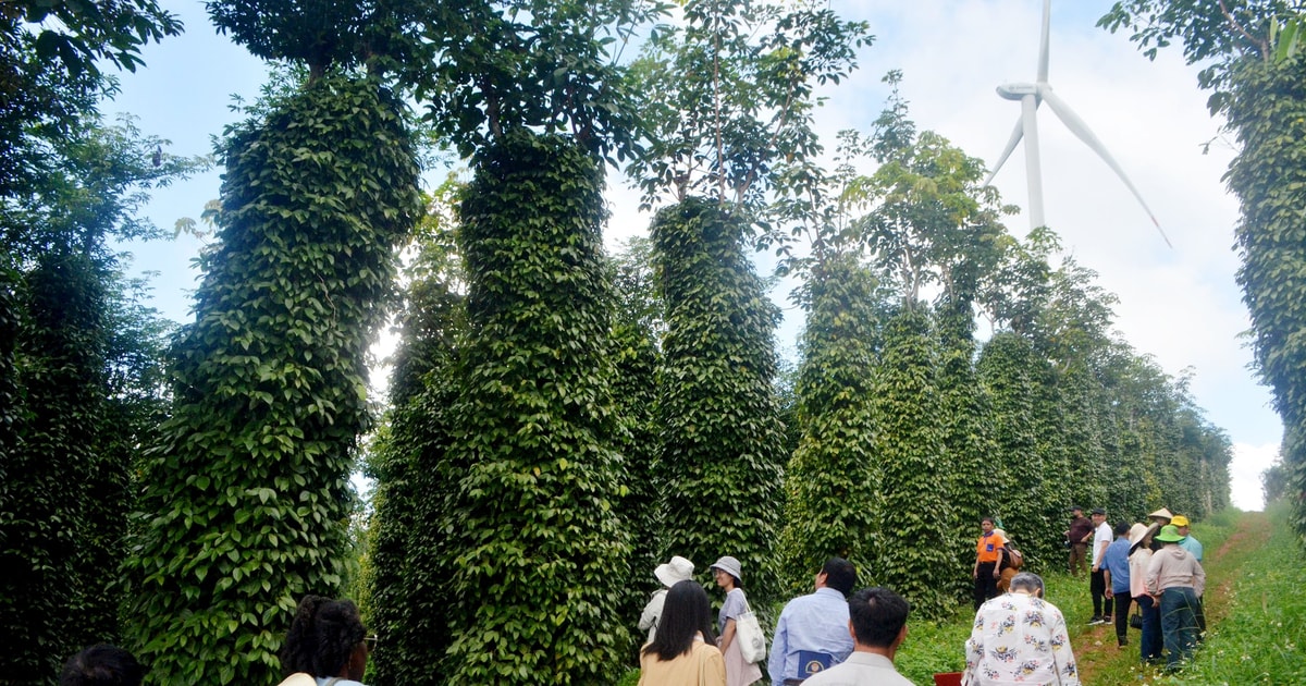 ការលើកកម្ពស់តួនាទីសំខាន់របស់សហគ្រាសក្នុងខ្សែសង្វាក់ផលិតផលកសិកម្ម