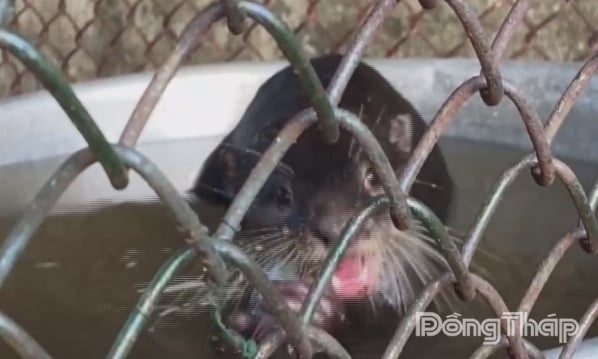 Small-clawed otters are kept and cared for in cages.
