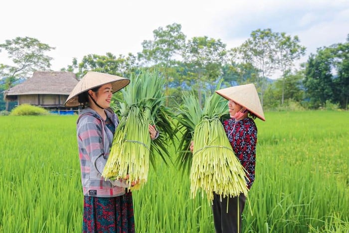 Giữ hồn giống gạo nếp quê hương- Ảnh 1.
