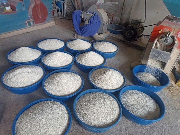 Giữ hồn giống gạo nếp quê hương- Ảnh 2.