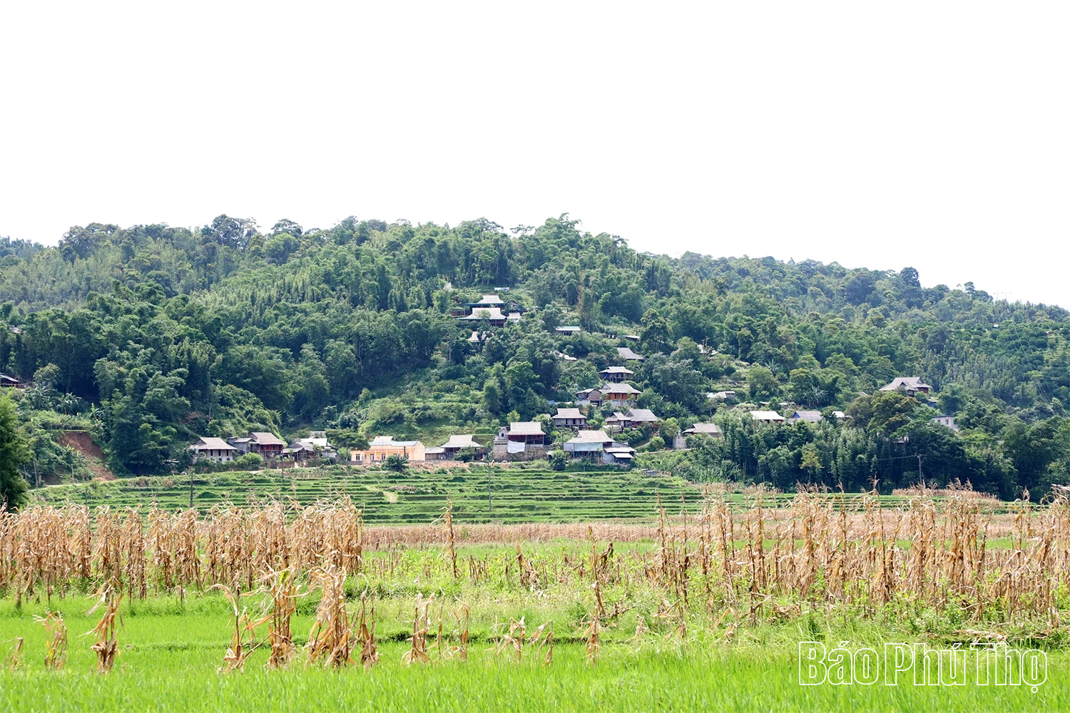 Lịch tre - “mật mã” thời gian của người Mường