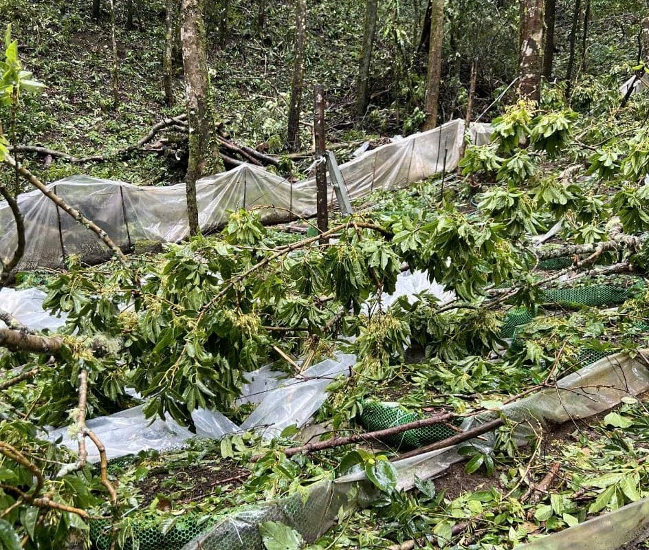 Un rincón del jardín de ginseng de los residentes de la comuna de Mang Ri se derrumbó.