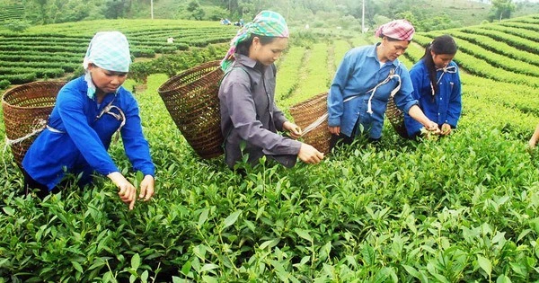 Xây dựng nông thôn mới từ mô hình trồng chè