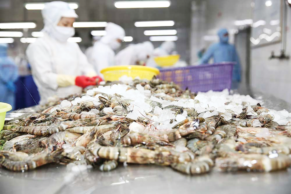 Mỹ thu hồi khẩn tôm đông lạnh nhập khẩu vì lo nhiễm phóng xạ - 1